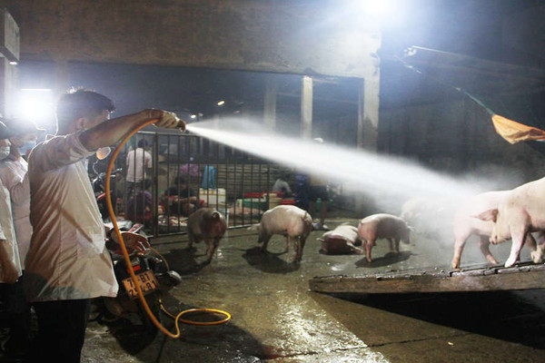 Thừa Thiên Huế: Tăng cường các biện pháp phòng, chống bệnh lở mồm long móng ở gia súc