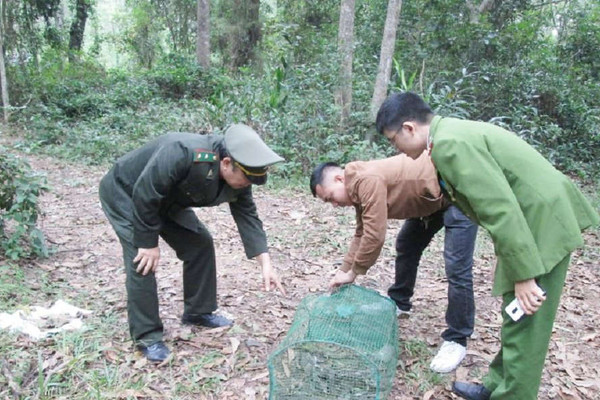 Thừa Thiên Huế: Bán thú rừng trên mạng, chủ nhà hàng bị xử phạt