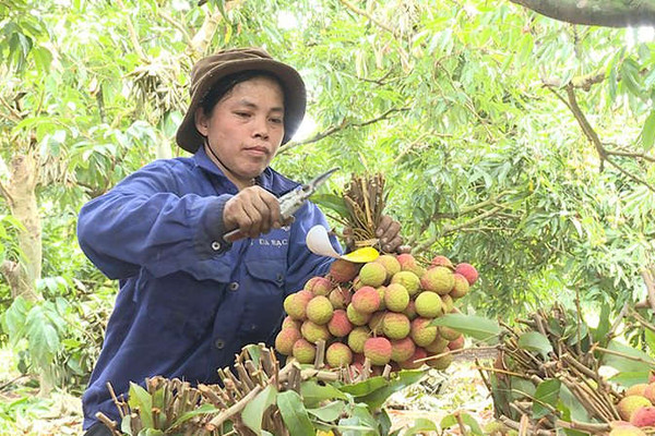  Quảng Ninh có 14 vùng trồng trọt, 3 cơ sở đóng gói đủ điều kiện xuất khẩu sang Trung Quốc