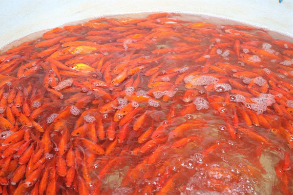 Chợ cá lớn nhất Hà Nội rực đỏ trong vụ tết ông Công ông Táo 