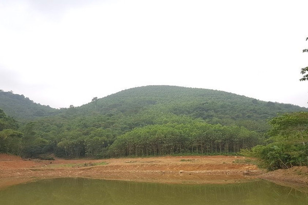 Thanh Hóa: Tăng cường quản lý bảo vệ và phát triển rừng