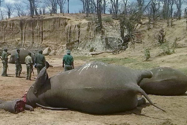 Tiêu dùng ngà voi ở Trung Quốc có xu hướng giảm