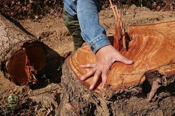 Đắk Lắk: Nhiều diện tích rừng bị phá trong dịp Tết Nguyên đán Canh Tý