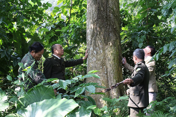 Yên Bái: Sử dụng hiệu quả tiền dịch vụ môi trường rừng