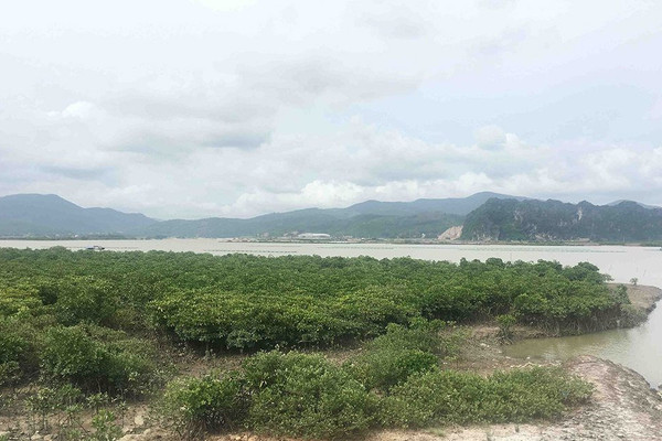 Quảng Ninh phát triển rừng ngập mặn thành “lá chắn xanh”