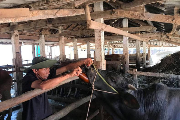 Ngăn chặn dịch lở mồm long móng, Quảng Ngãi cần 20.000 liều vaccine