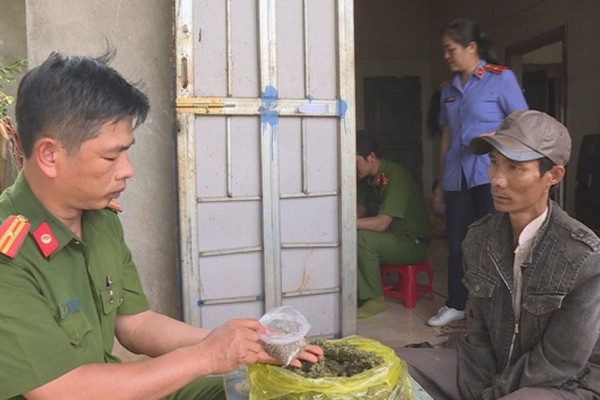 Đắk Lắk: Phát hiện hơn 1.000 cây cần sa được trồng trong vườn cà phê