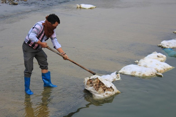 Thái Nguyên: Lềnh bềnh xác gà chết trôi trên sông Con