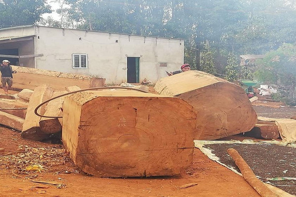 Đắk Nông: Phát hiện vụ khai thác, vận chuyển gỗ Du Sam trái phép