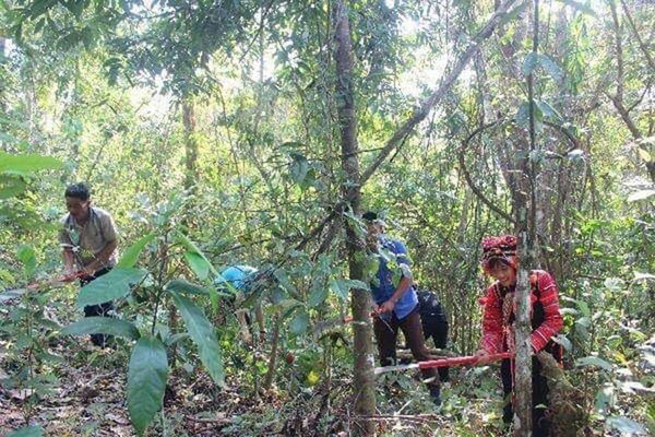 Điện Biên: Động lực giúp rừng Mường Nhé hồi sinh