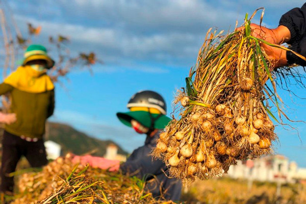Quảng Ngãi: Nhộn nhịp mùa thu hoạch “vàng trắng” trên đảo tiền tiêu 