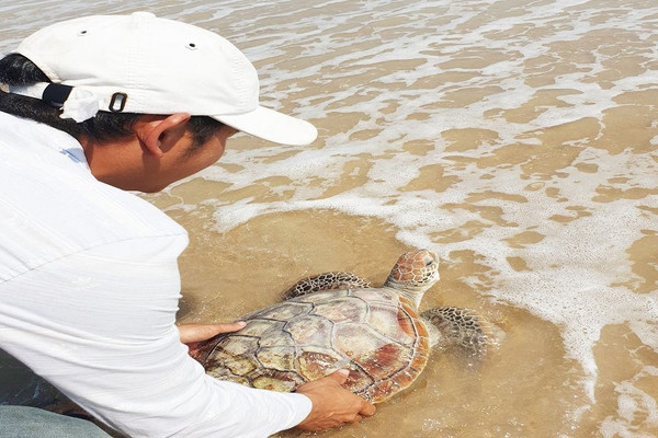 Thả cá thể rùa nặng 10kg về môi trường biển