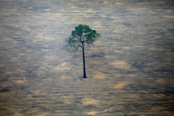 Amazon và các hệ sinh thái lớn khác có nguy cơ sụp đổ nhanh?