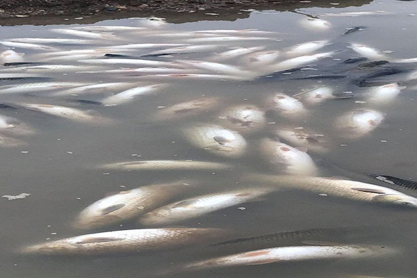 Thanh Hóa: Cần làm rõ nguyên nhân hơn 10 tấn cá chết bất thường tại sông Chu
