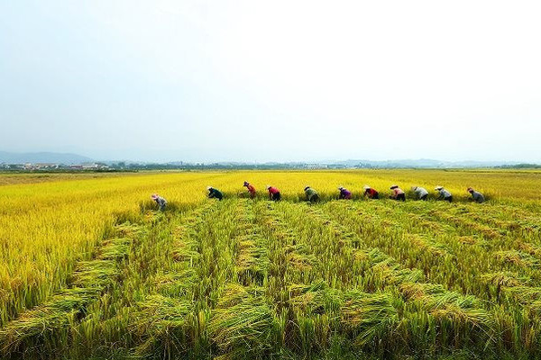 Điện Biên: Phát huy tiềm năng nông, lâm nghiệp