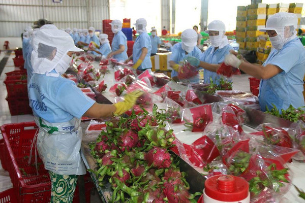 Doanh nghiệp xuất khẩu Việt: “Cái khó ló cái khôn”