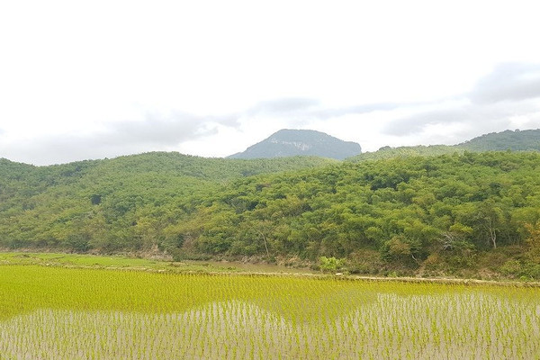 Thanh Hóa: Hỗ trợ hơn 800 tấn gạo cho đồng bào dân tộc thiểu số chăm sóc, bảo vệ rừng