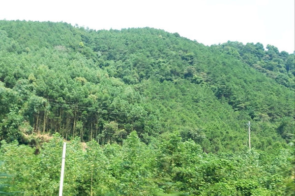 Lạng Sơn: Thành lập Quỹ Bảo vệ và Phát triển rừng