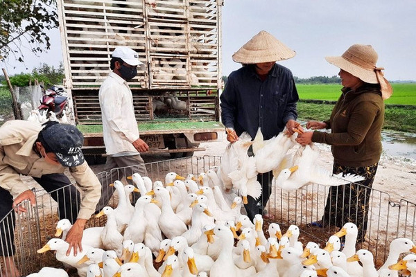 Thừa Thiên Huế: Người nuôi vịt “lao đao” vì đại dịch Covid - 19
