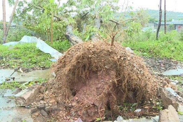 Giông lốc, mưa đá gây thiệt hại hơn 33 tỷ đồng tại Sơn La, Lào Cai, Lai Châu