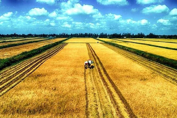 Hà Tĩnh: “Gỡ vướng” tích tụ ruộng đất nhằm hướng đến nền nông nghiệp hàng hóa quy mô lớn