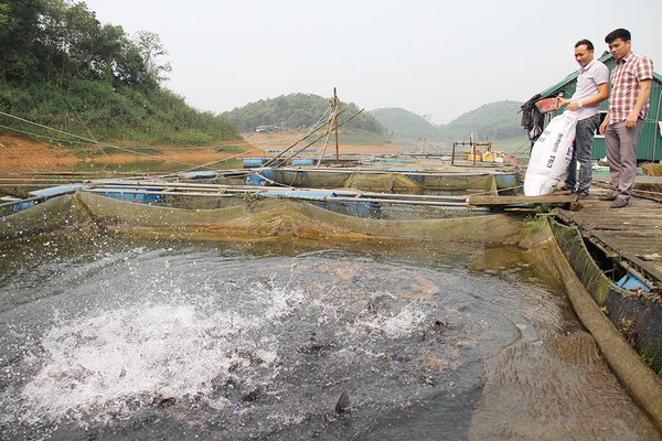 Yên Bái: Phấn đấu giá trị sản xuất thủy sản đạt 320 tỷ đồng