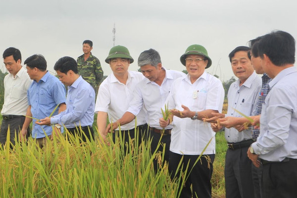 Quảng Trị: Lúa Đông Xuân lập kỷ lục được mùa, được giá bất chấp dịch Covid-19