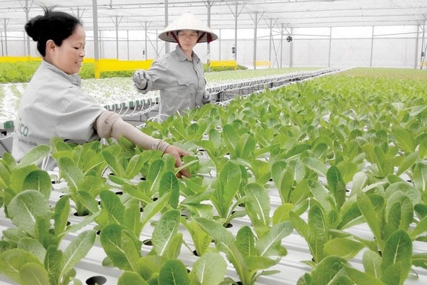 Chuyển dịch đất nông nghiệp đáp ứng yêu cầu phát triển bền vững