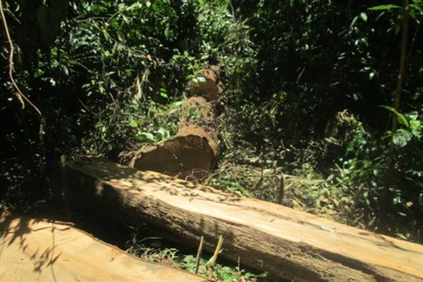  Hương Khê (Hà Tĩnh): Bắt quả tang đối tượng đàn khai thác rừng trái phép