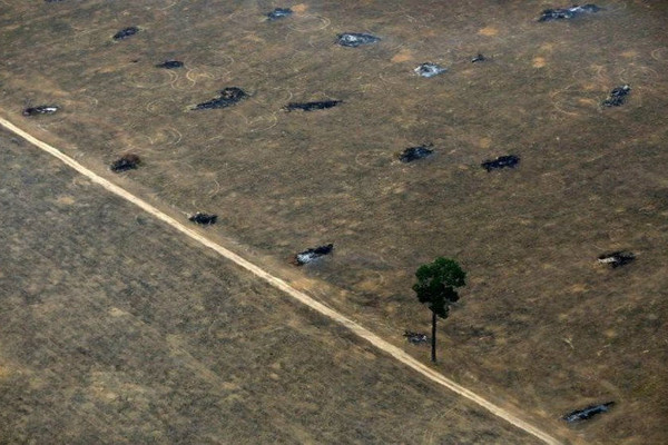 Brazil huy động quân đội để chống lại nạn phá rừng Amazon tăng cao