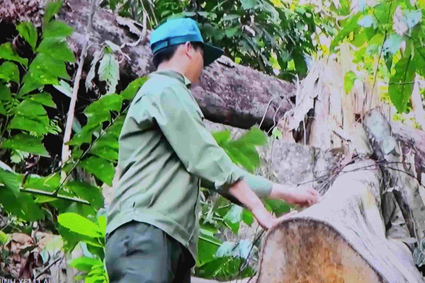  Vụ phá rừng phòng hộ giáp ranh hai huyện Tây Hòa – Sông Hinh chưa xác định được đối tượng vi phạm