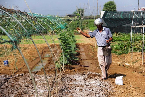 Đà Nẵng: Người trồng rau khốn khổ vì xâm nhập mặn