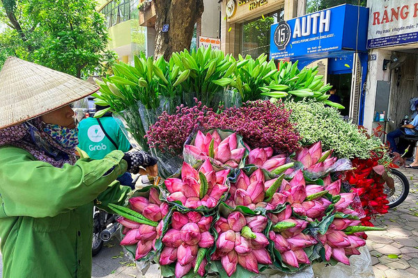Hà Nội: Ngát hương hoa sen mùa hạ