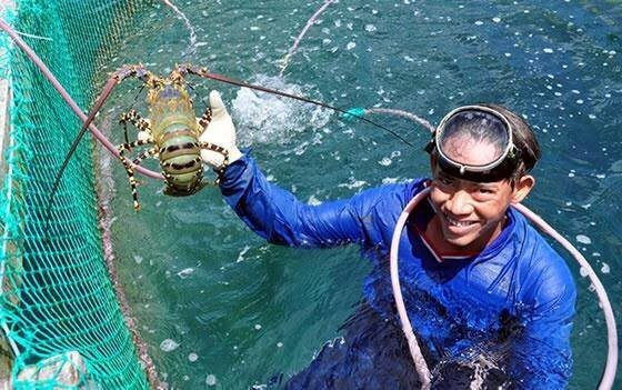 Quảng Ngãi: Đề xuất bảo tồn 5 nguồn gen sinh vật biển đang bị đe dọa
