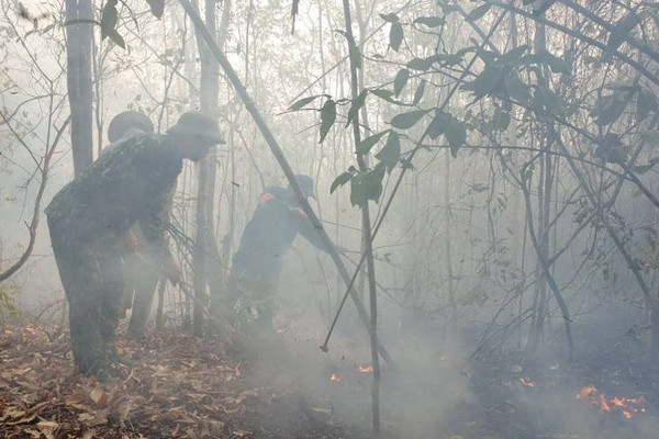 Quảng Nam: Kiểm tra tình hình thi hành pháp luật về xử lý vi phạm trong quản lý rừng