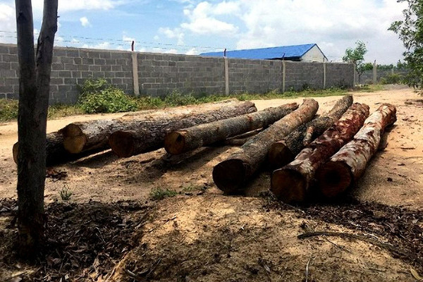 Gia Lai: Phát hiện 8 cây gỗ lậu trên nền đất trống