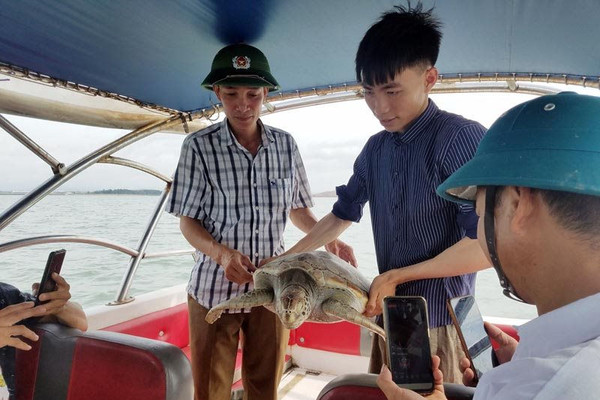  Quảng Ninh: Thả cá thể rùa biển nặng 15kg về môi trường tự nhiên