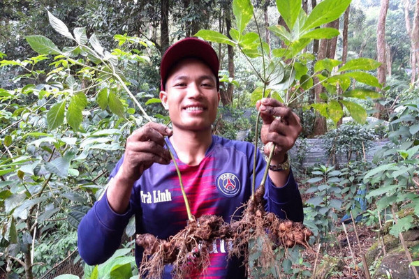 Quảng Nam: Bảo tồn nguồn giống sâm Ngọc Linh