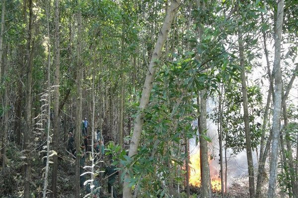 Quảng Ngãi: Tăng cường các biện pháp bảo vệ rừng trong mùa nóng nắng