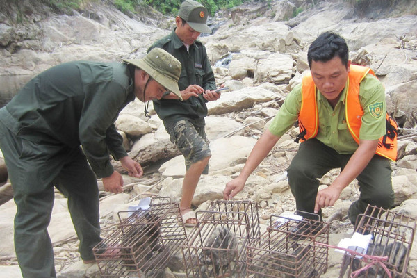 Thừa Thiên Huế: Động vật hoang dã “kêu cứu”