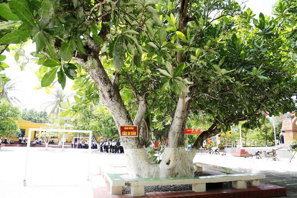 Những cây di sản trên quần đảo Trường Sa