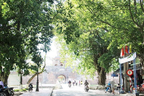 Thừa Thiên Huế ra “lệnh cấm” chặt ha cây xanh tùy tiện