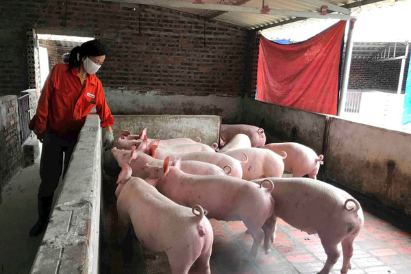 Bệnh dịch tả lợn châu Phi tái phát tại Quảng Ninh