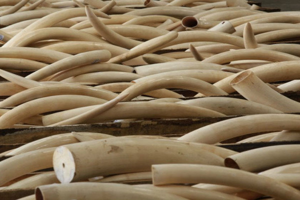 Buôn bán ngà voi bất hợp pháp chuyển dịch từ Trung Quốc sang Campuchia
