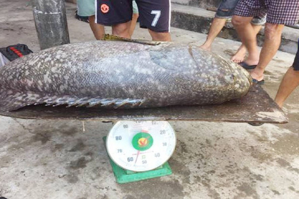 Thu hoạch cá mú “khủng” trên đầm phá Tam Giang - Cầu Hai