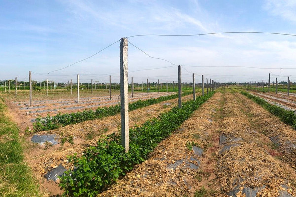 Ninh Bình: Lãng phí ở dự án trồng rau công nghệ cao