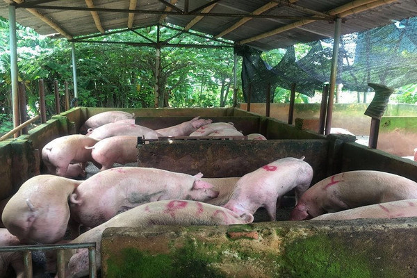 Quảng Trị: Tăng cường kiểm soát vận chuyển lợn trái phép qua biên giới