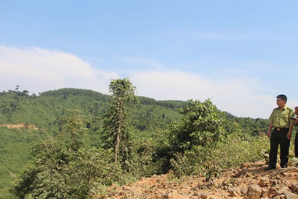Thừa Thiên Huế: Gần 8.000 hecta rừng được cấp chứng chỉ rừng FSC