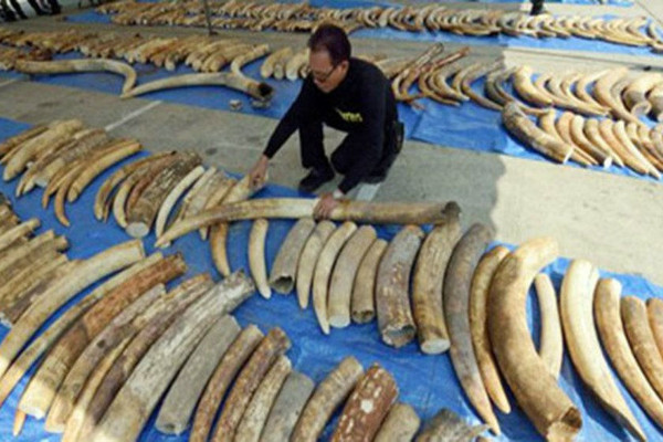 Nghiên cứu mới về thực trạng buôn lậu ngà voi ở Indonesia, Thái Lan và Việt Nam