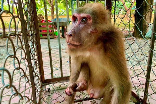 Hà Tĩnh: Tiếp nhận cá thể Khỉ Mốc về Vườn Quốc gia Vũ Quang 